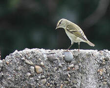 Yellow-browed Warbler