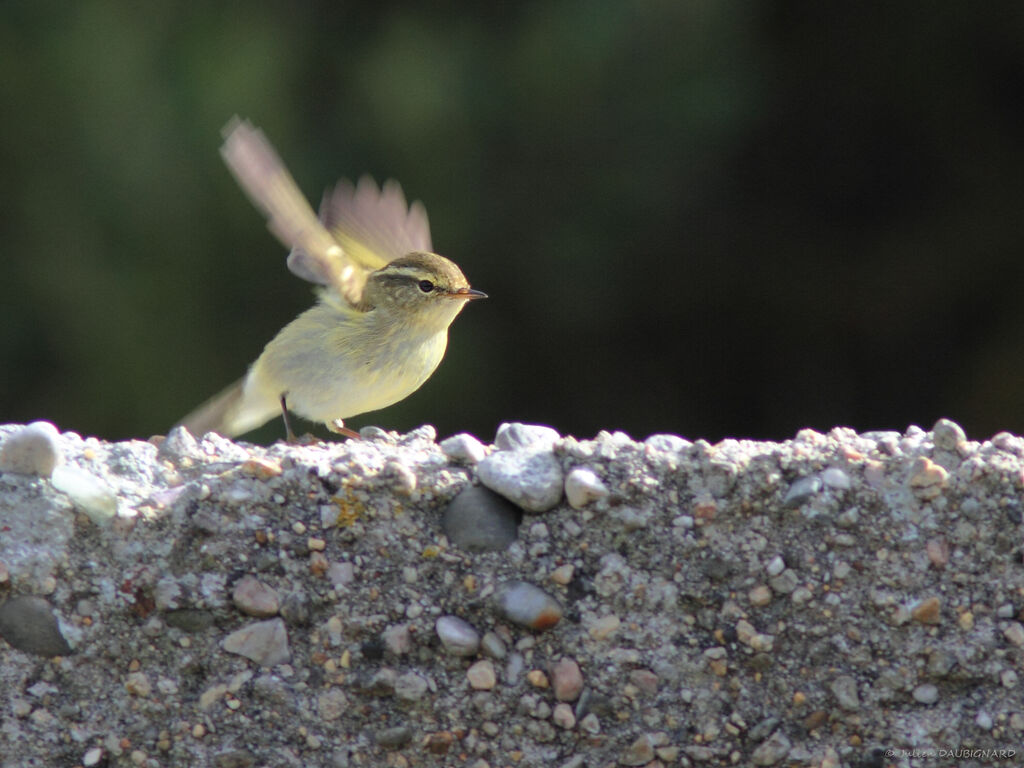 Yellow-browed Warbler, identification