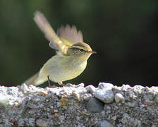 Yellow-browed Warbler