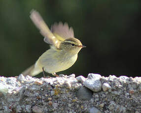 Pouillot à grands sourcils