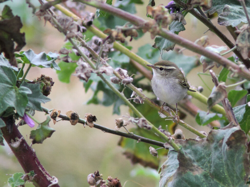 Pouillot à grands sourcils, identification