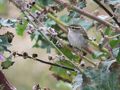 Yellow-browed Warbler