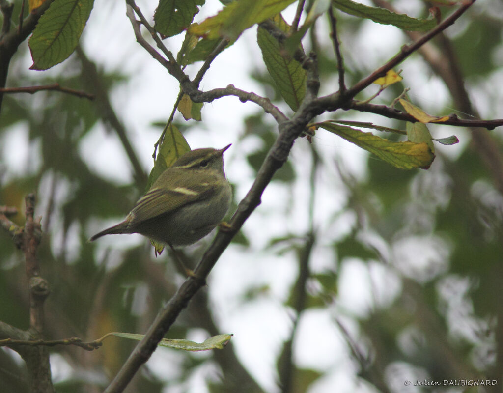 Yellow-browed Warbler, identification