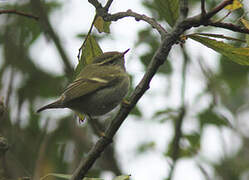 Yellow-browed Warbler