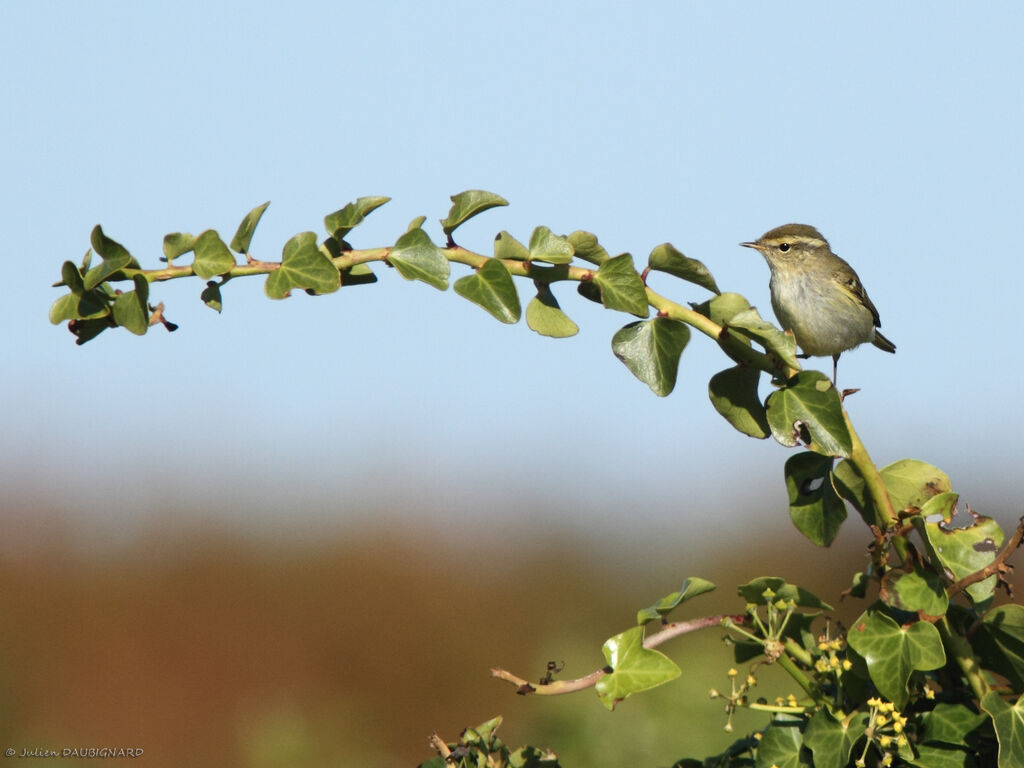 Pouillot à grands sourcils, identification