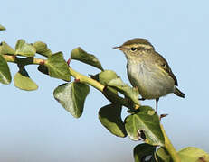 Yellow-browed Warbler