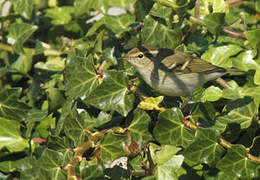 Yellow-browed Warbler