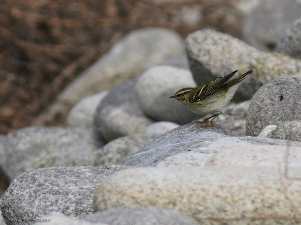 Pouillot à grands sourcils, identification