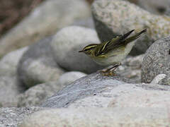 Yellow-browed Warbler