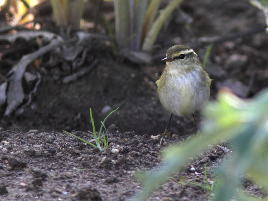 Pouillot à grands sourcils, identification