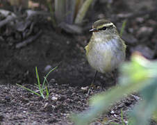 Yellow-browed Warbler