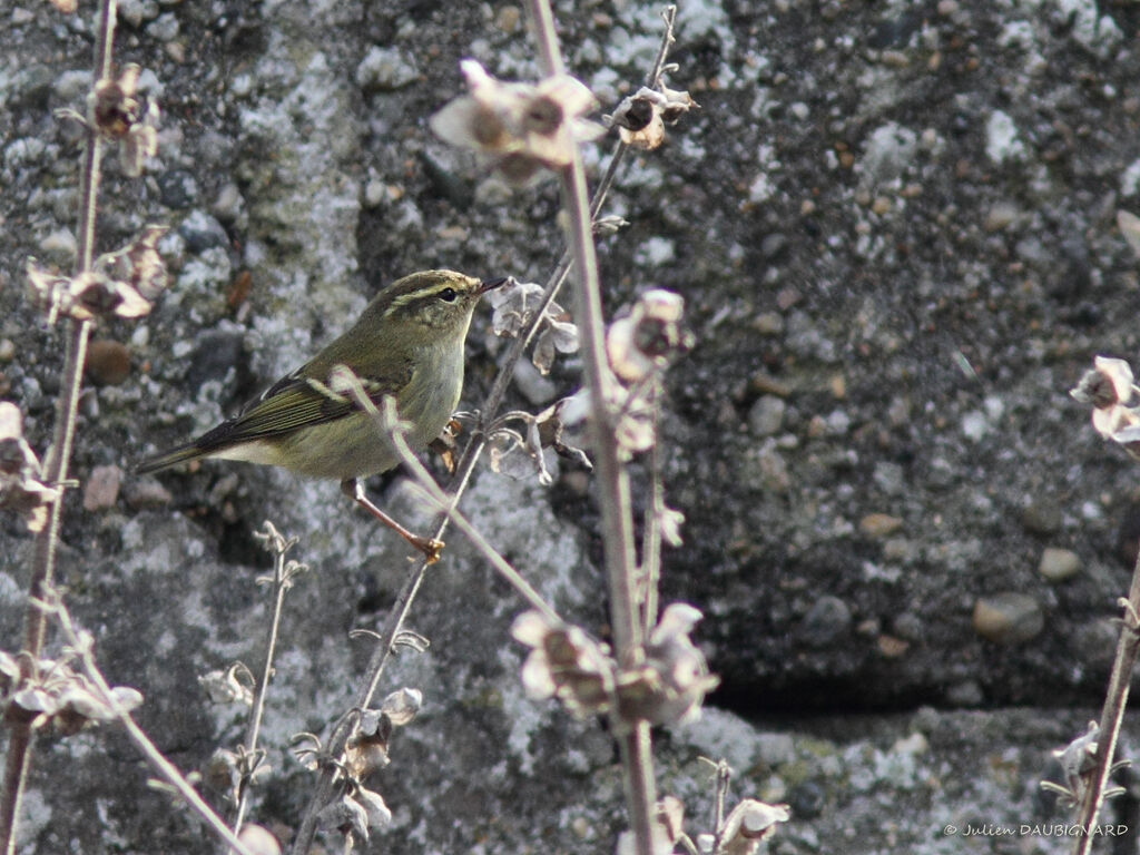 Pouillot à grands sourcils, identification