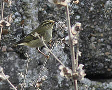 Yellow-browed Warbler