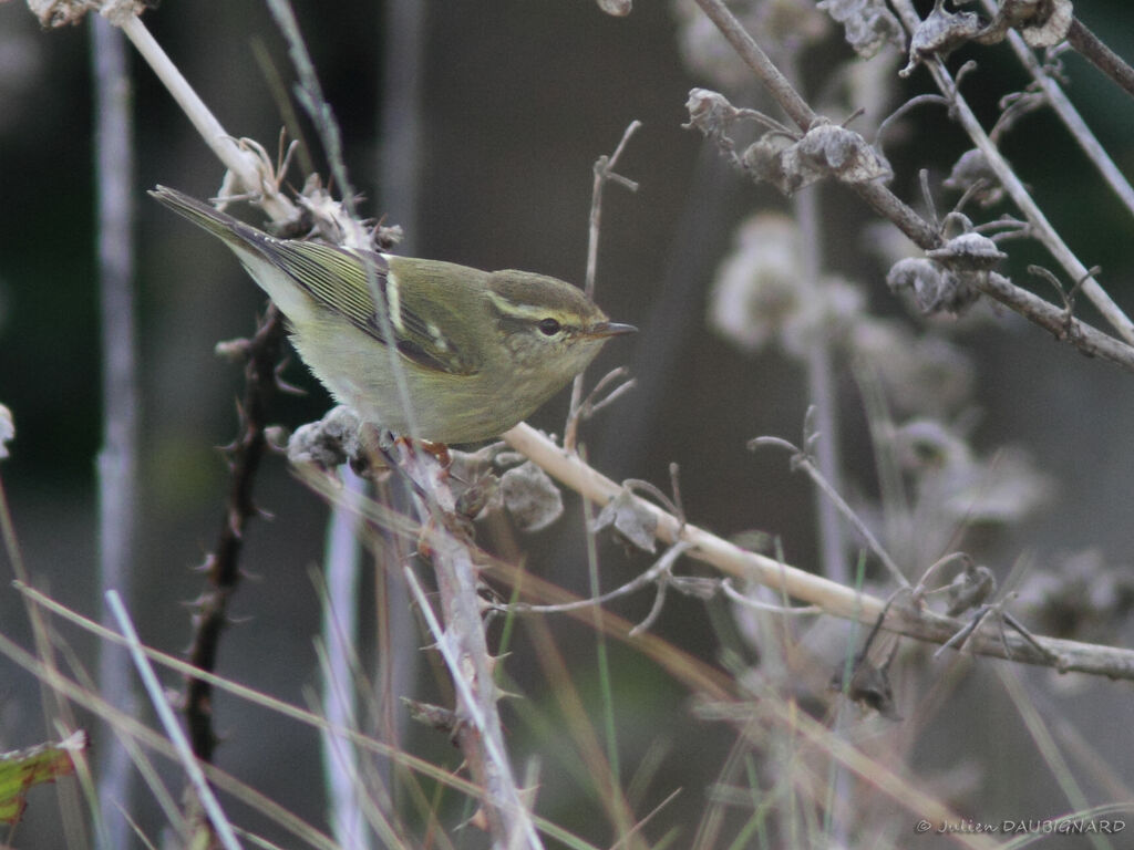 Yellow-browed Warbler