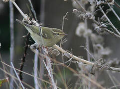 Yellow-browed Warbler