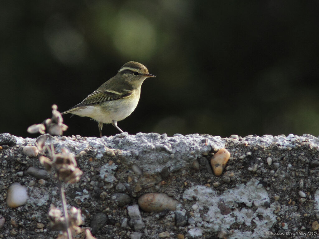 Pouillot à grands sourcils, identification