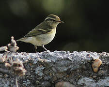 Yellow-browed Warbler