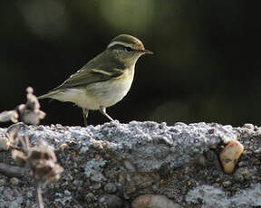 Pouillot à grands sourcils