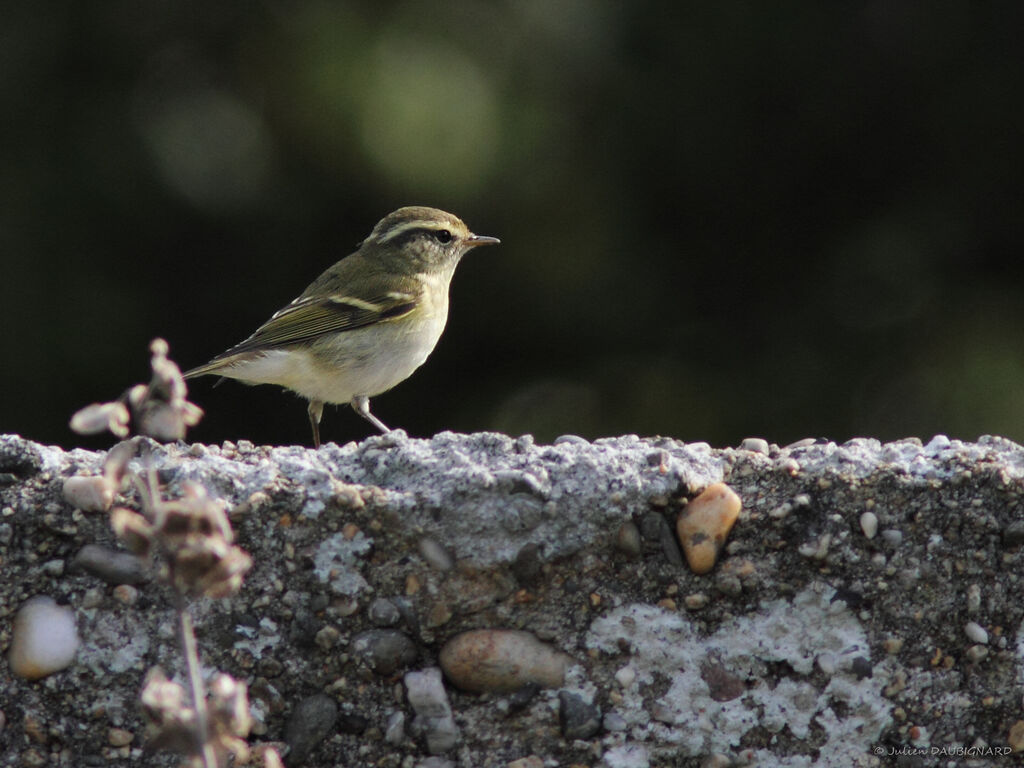 Pouillot à grands sourcils, identification