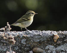 Yellow-browed Warbler