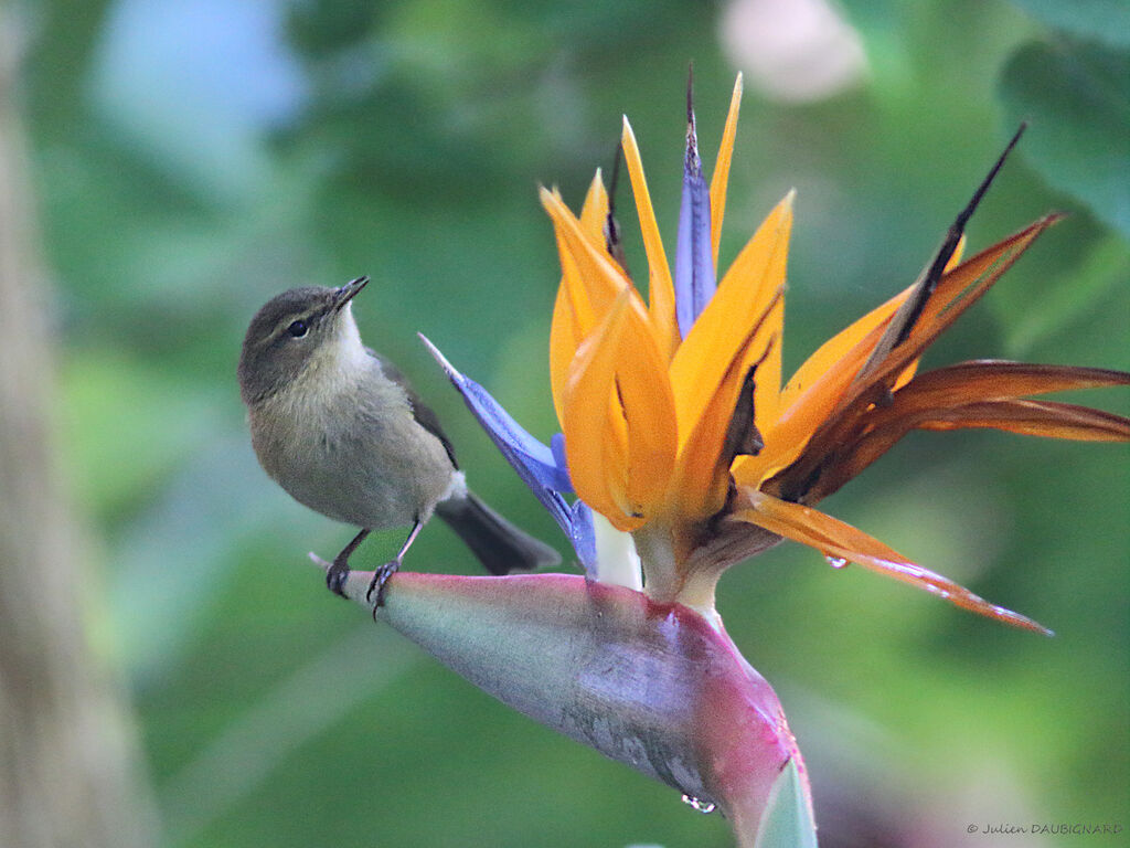 Canary Islands Chiffchaff, identification