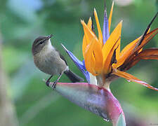 Canary Islands Chiffchaff