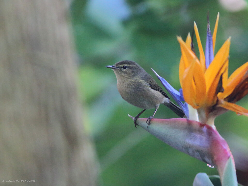 Canary Islands Chiffchaff, identification