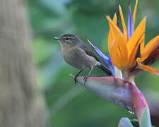 Canary Islands Chiffchaff