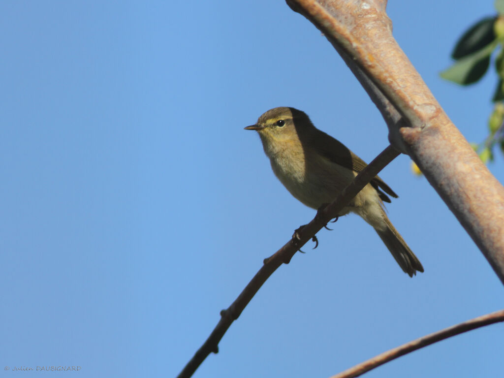 Canary Islands Chiffchaff, identification