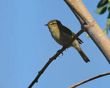 Canary Islands Chiffchaff