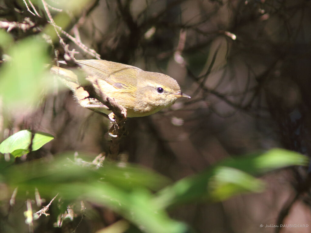 Canary Islands Chiffchaff, identification