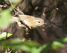 Canary Islands Chiffchaff