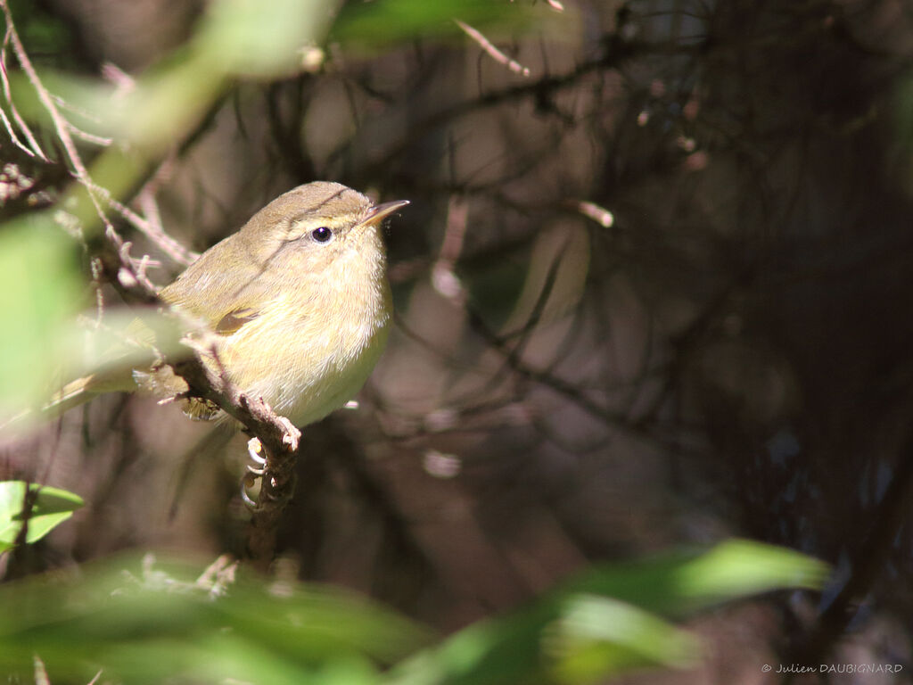 Canary Islands Chiffchaff, identification