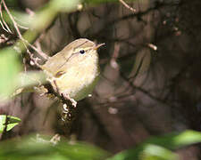 Canary Islands Chiffchaff