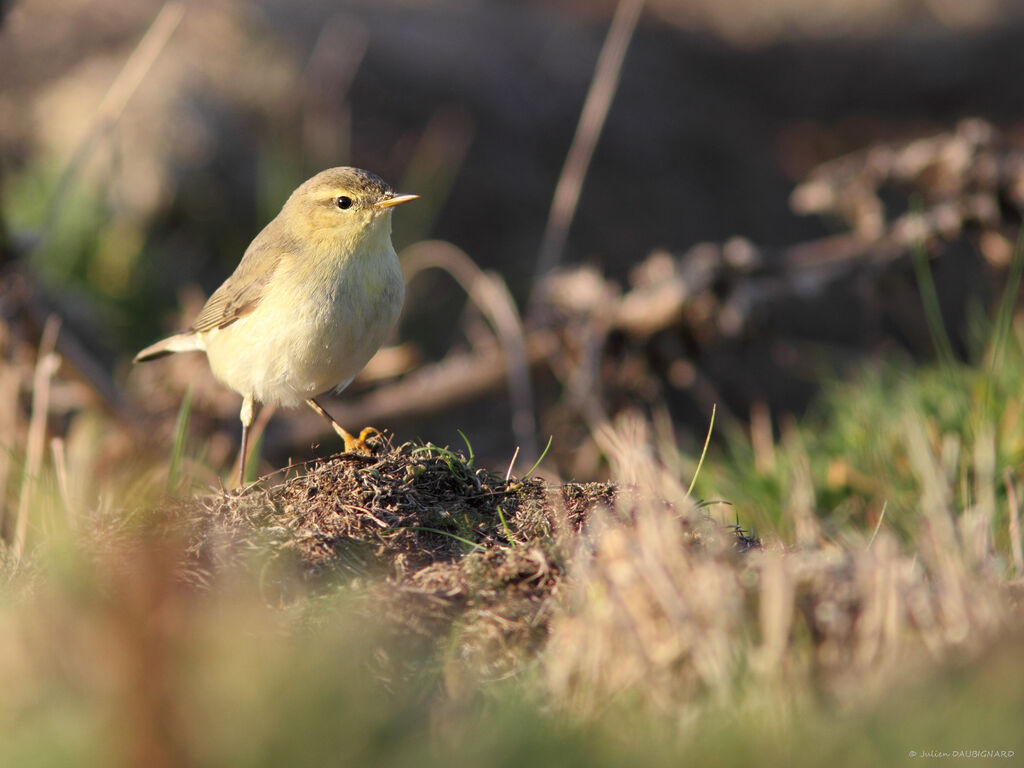 Willow Warbler, identification