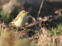 Willow Warbler