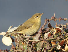 Willow Warbler