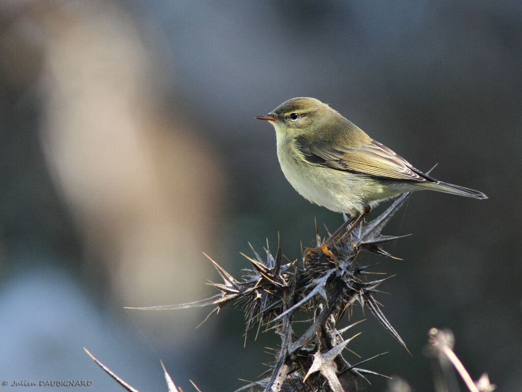 Pouillot fitis, identification