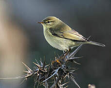 Willow Warbler