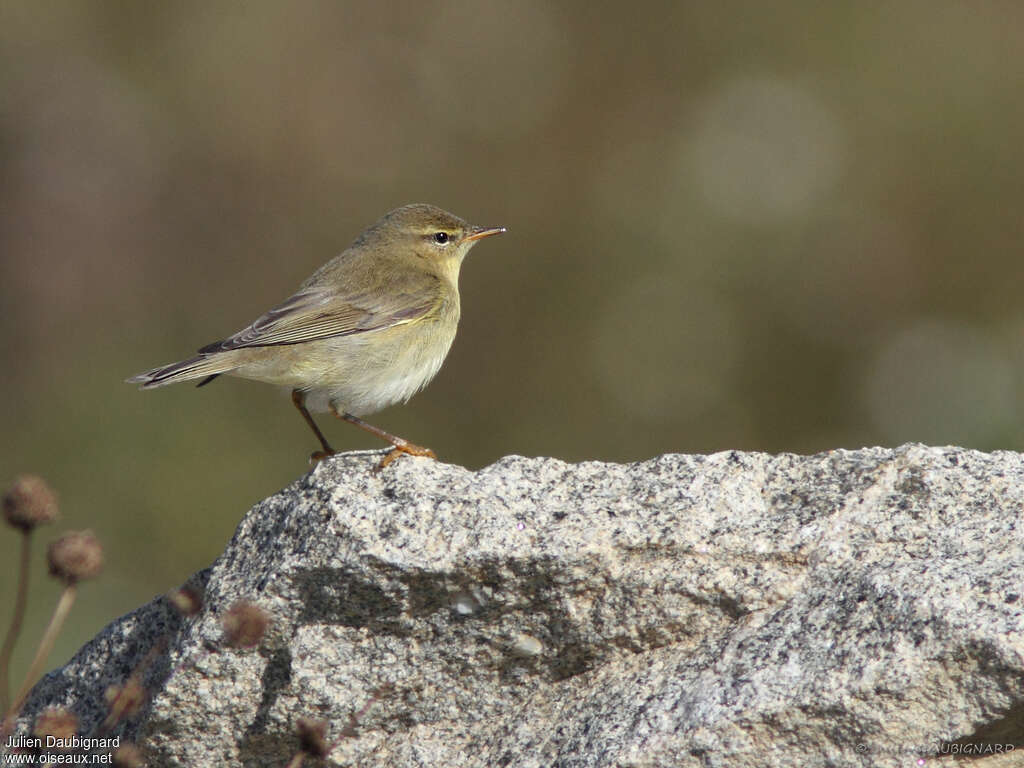 Pouillot fitisadulte, identification