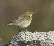 Willow Warbler