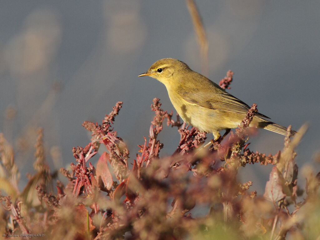 Willow Warbler, identification