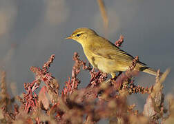 Willow Warbler