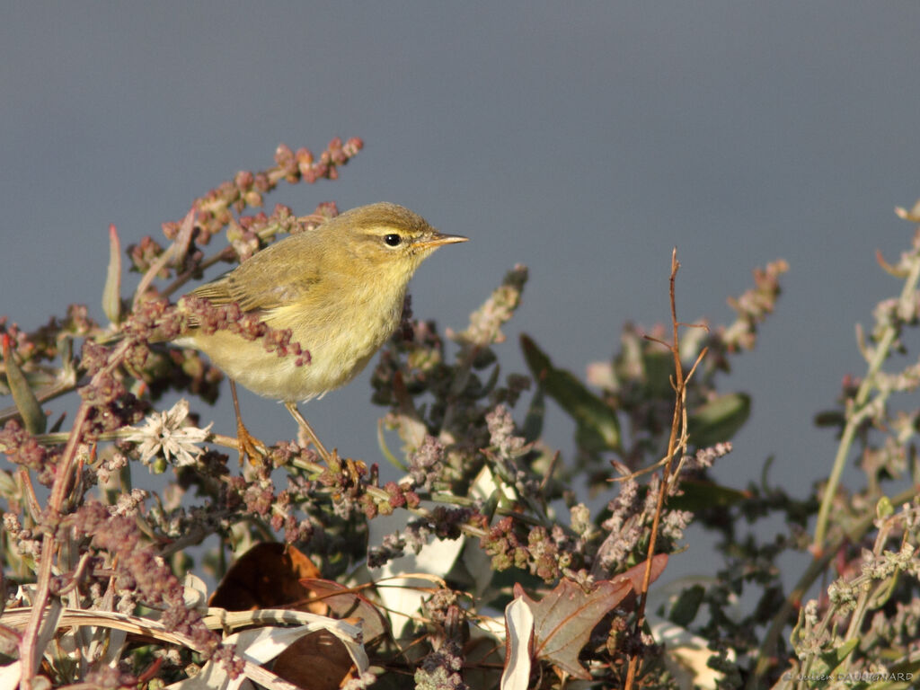 Willow Warbler, identification