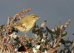 Willow Warbler