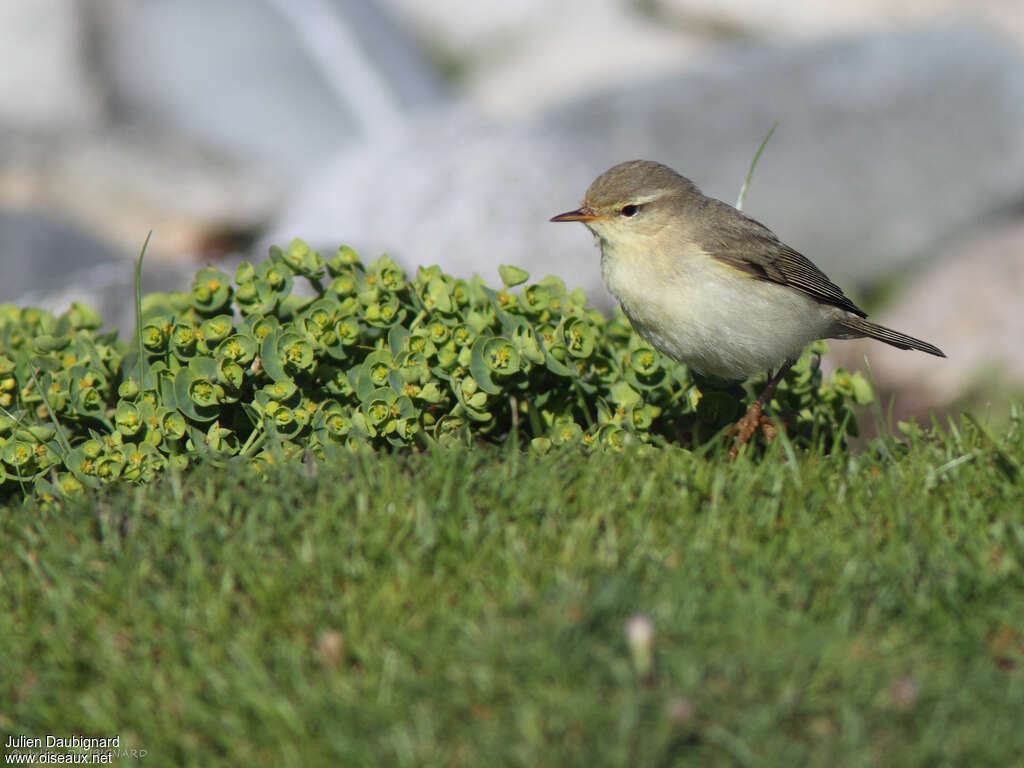 Pouillot fitis, identification