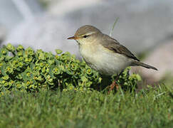 Willow Warbler