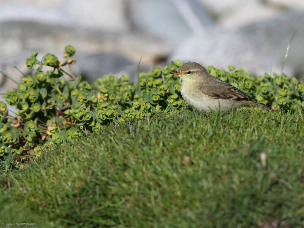 Pouillot fitis, identification