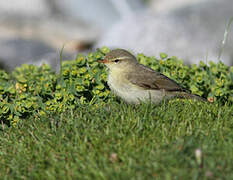 Willow Warbler