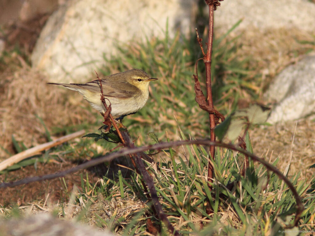 Pouillot fitis, identification